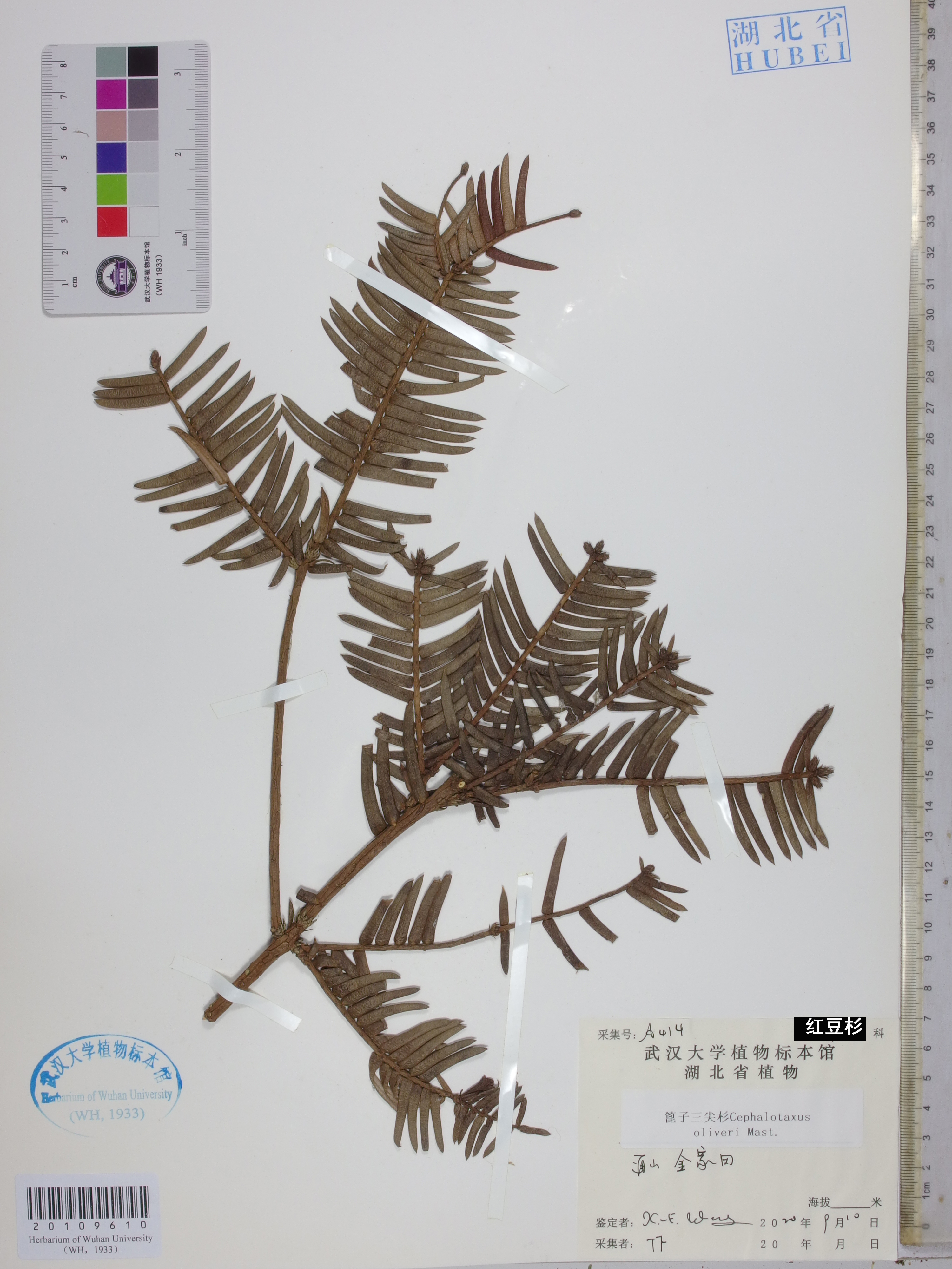 武汉大学标本